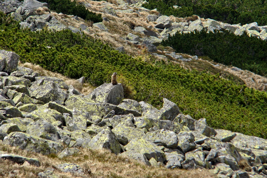 Ďumbier z útulne Brenkus (Nízke Tatry)