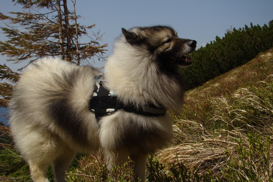 Ďumbier z útulne Brenkus (Nízke Tatry)