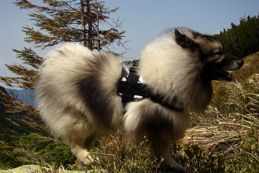 Ďumbier z útulne Brenkus (Nízke Tatry)