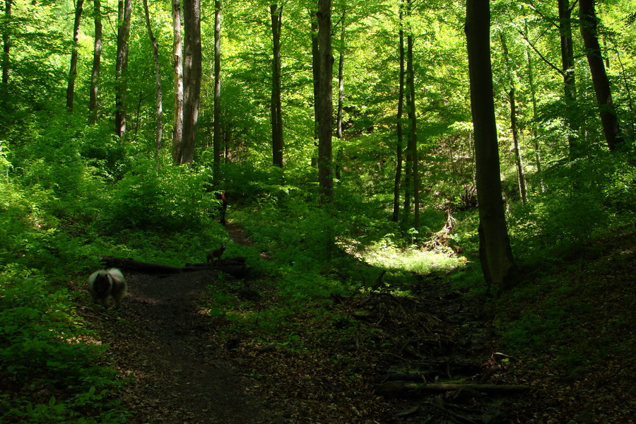 Folkmarská skala cez Turniská (Volovské vrchy)