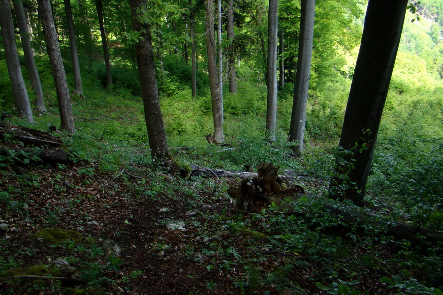 Folkmarská skala cez Turniská (Volovské vrchy)