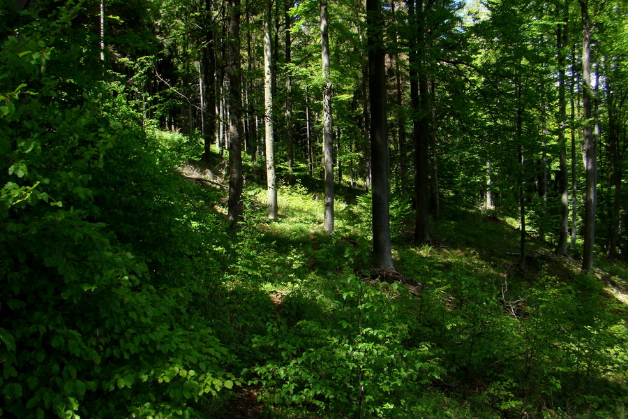 Folkmarská skala cez Turniská (Volovské vrchy)