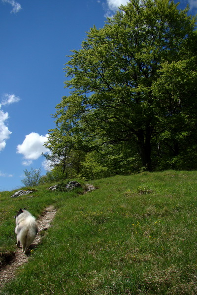 Folkmarská skala cez Turniská (Volovské vrchy)