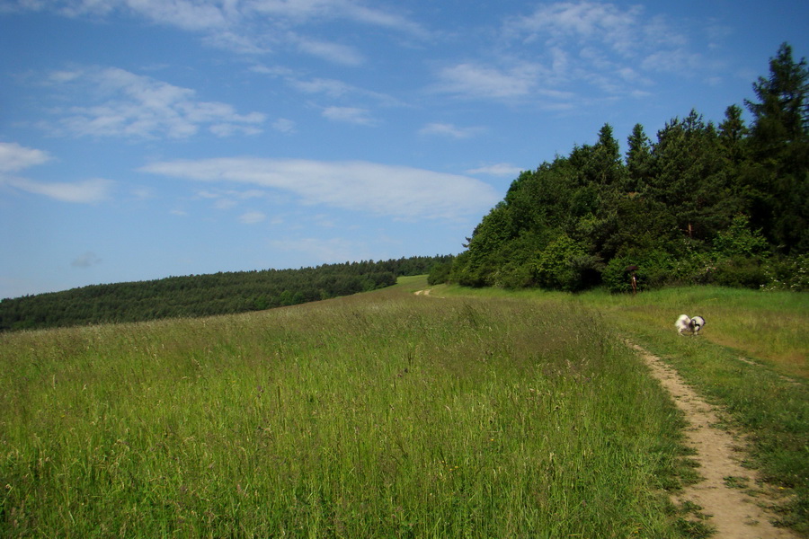 Hrebeňovka Bachurne a Braniska (Branisko)