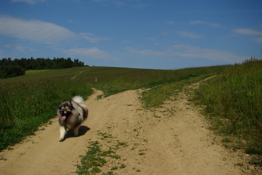 Hrebeňovka Bachurne a Braniska (Branisko)