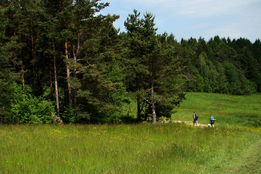 Hrebeňovka Bachurne a Braniska (Branisko)