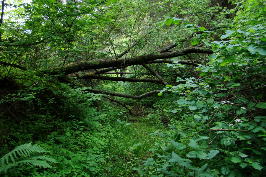 Hrebeňovka Bachurne a Braniska (Branisko)