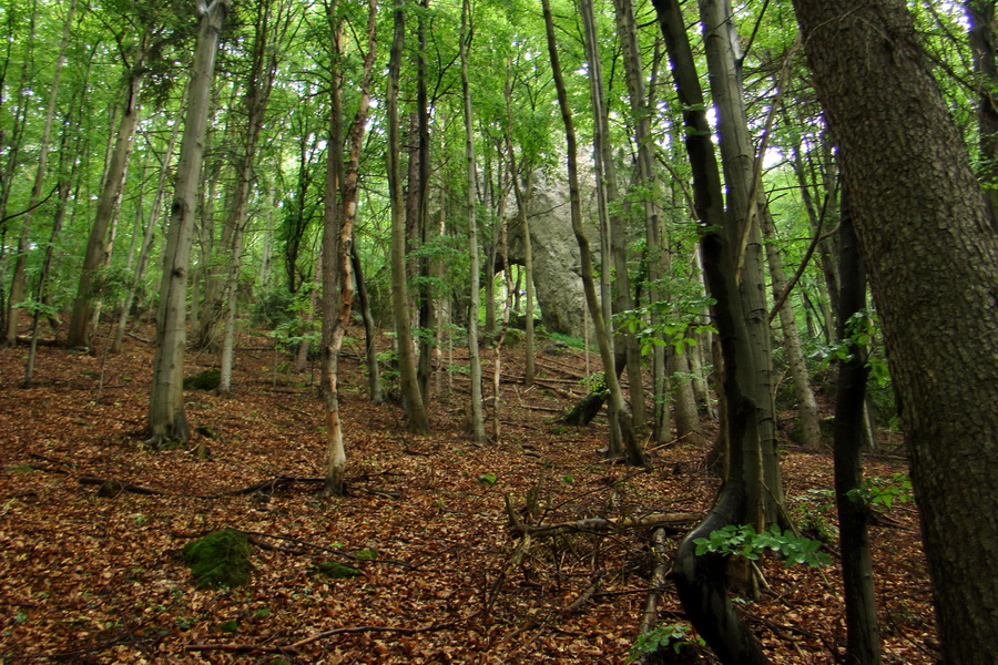 Hrebeňovka Bachurne a Braniska (Branisko)