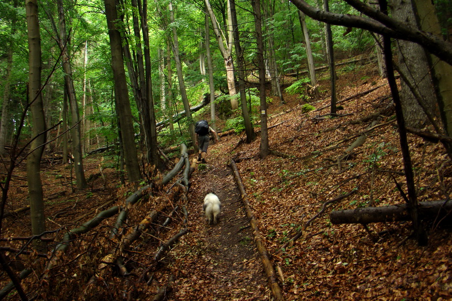 Hrebeňovka Bachurne a Braniska (Branisko)