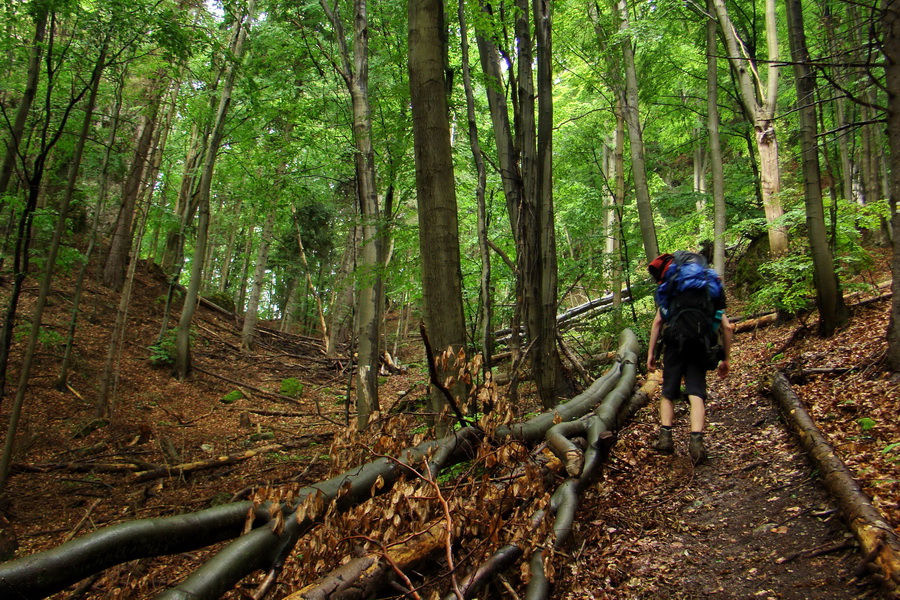 Hrebeňovka Bachurne a Braniska (Branisko)