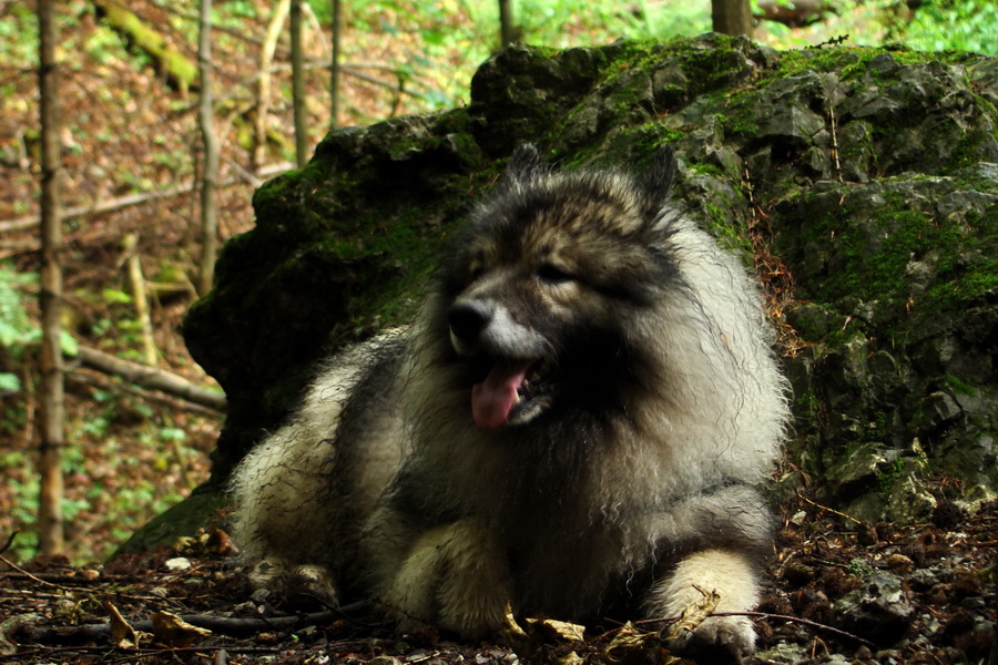 Hrebeňovka Bachurne a Braniska (Branisko)