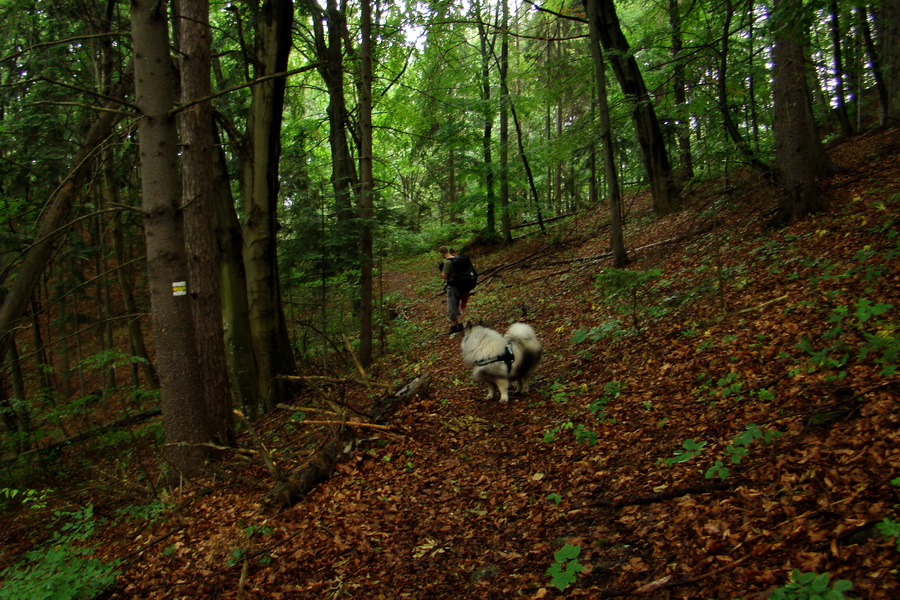 Hrebeňovka Bachurne a Braniska (Branisko)