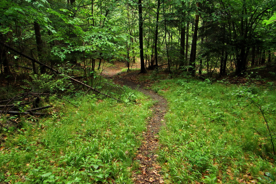 Hrebeňovka Bachurne a Braniska (Branisko)