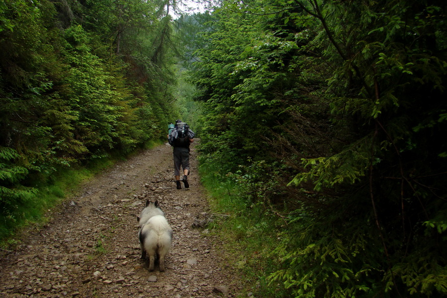 Hrebeňovka Bachurne a Braniska (Branisko)