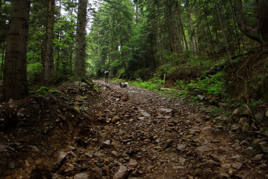 Hrebeňovka Bachurne a Braniska (Branisko)