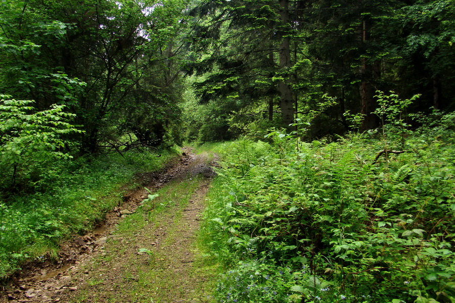 Hrebeňovka Bachurne a Braniska (Branisko)