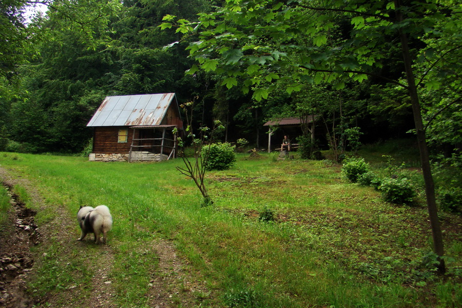 Hrebeňovka Bachurne a Braniska (Branisko)