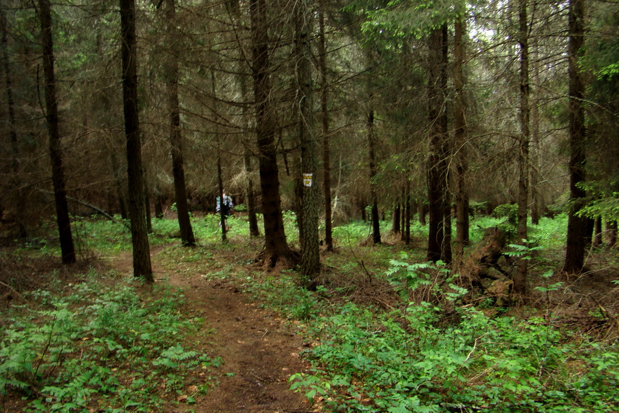 Hrebeňovka Bachurne a Braniska (Branisko)