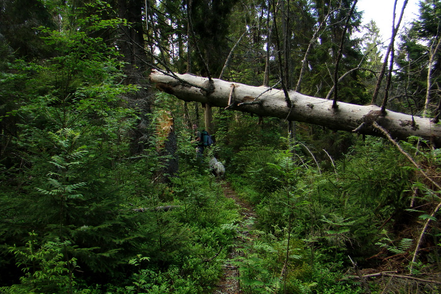 Hrebeňovka Bachurne a Braniska (Branisko)