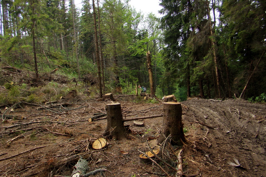 Hrebeňovka Bachurne a Braniska (Branisko)