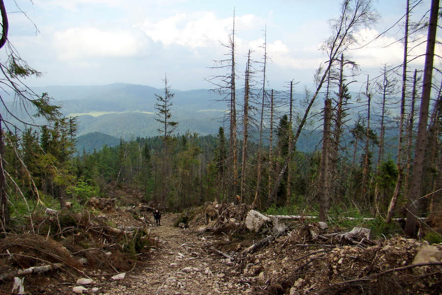 Hrebeňovka Bachurne a Braniska (Branisko)