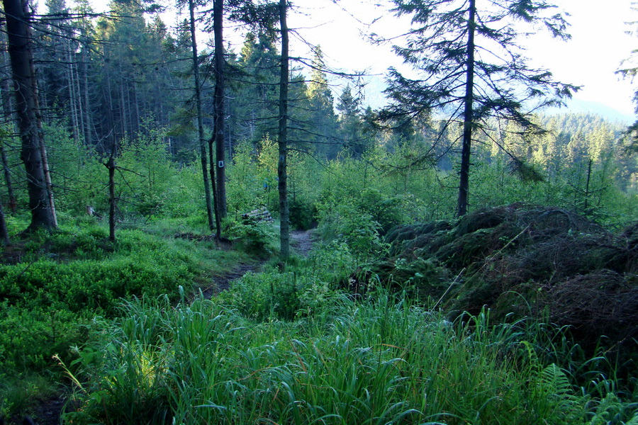 Hrebeňovka Bachurne a Braniska - 2. deň (Branisko)