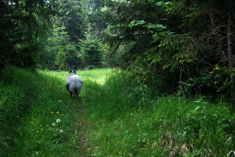 Hrebeňovka Bachurne a Braniska - 2. deň (Branisko)