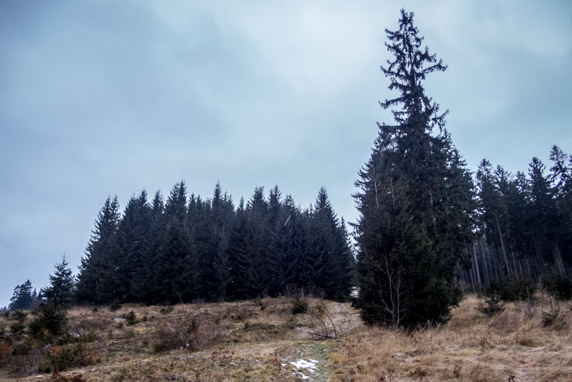 Kráľova hoľa cez Kráľovu skalu (Nízke Tatry)