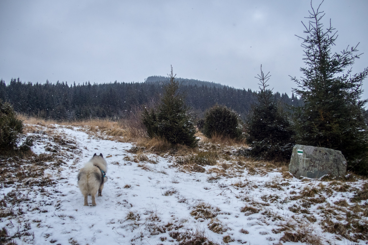 Kráľova hoľa cez Kráľovu skalu (Nízke Tatry)