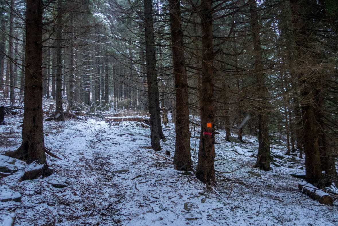 Kráľova hoľa cez Kráľovu skalu (Nízke Tatry)