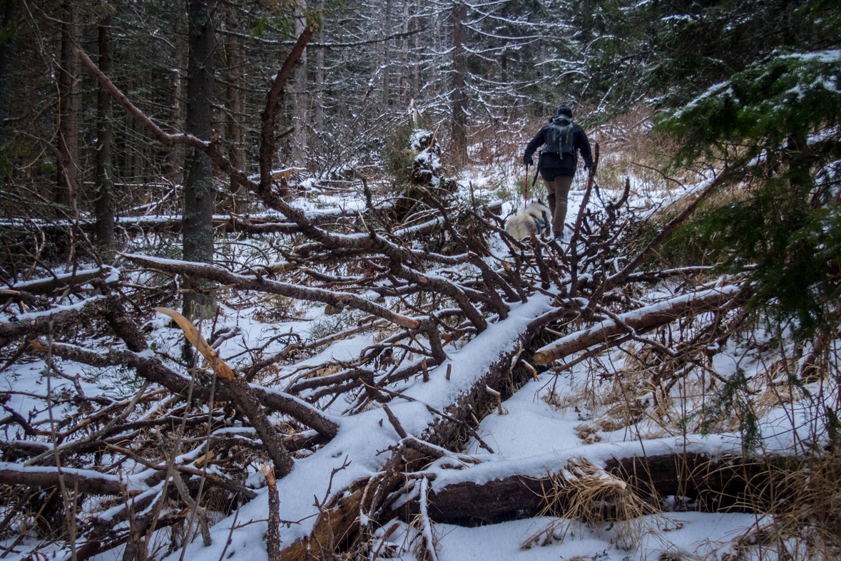 Kráľova hoľa cez Kráľovu skalu (Nízke Tatry)