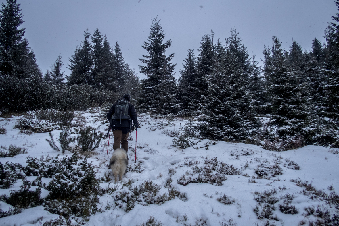 Kráľova hoľa cez Kráľovu skalu (Nízke Tatry)