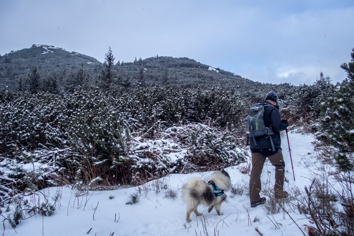 Kráľova hoľa cez Kráľovu skalu (Nízke Tatry)