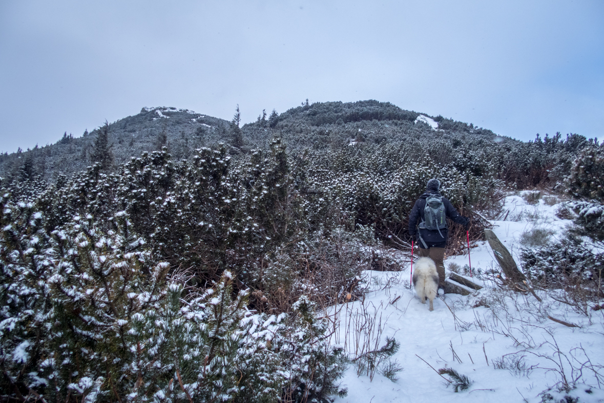 Kráľova hoľa cez Kráľovu skalu (Nízke Tatry)