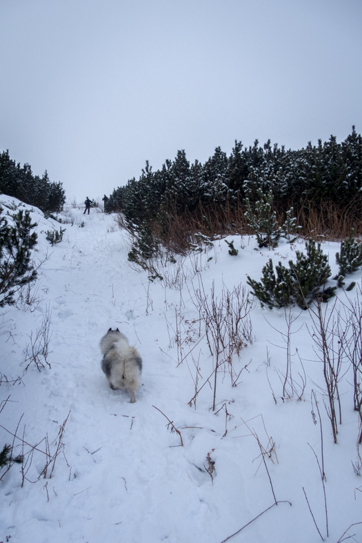 Kráľova hoľa cez Kráľovu skalu (Nízke Tatry)