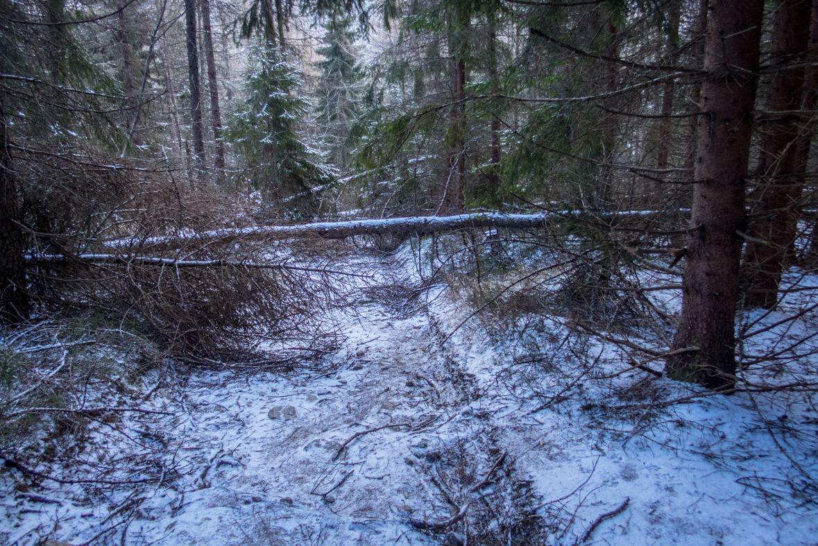 Kráľova hoľa cez Kráľovu skalu (Nízke Tatry)