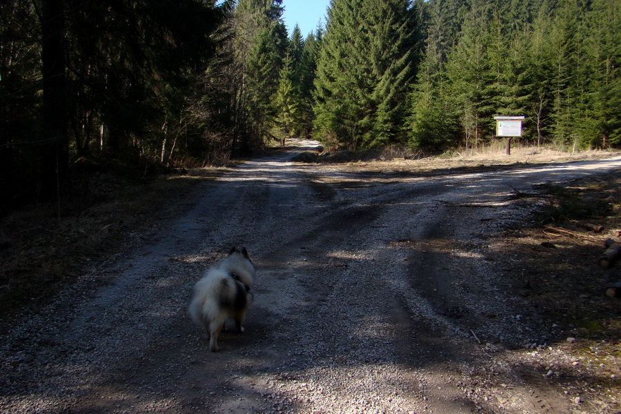 Kráľova hoľa z Pustého poľa (Nízke Tatry)