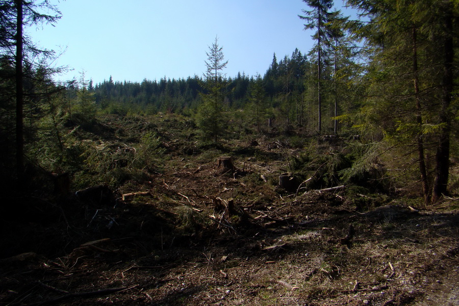 Kráľova hoľa z Pustého poľa (Nízke Tatry)