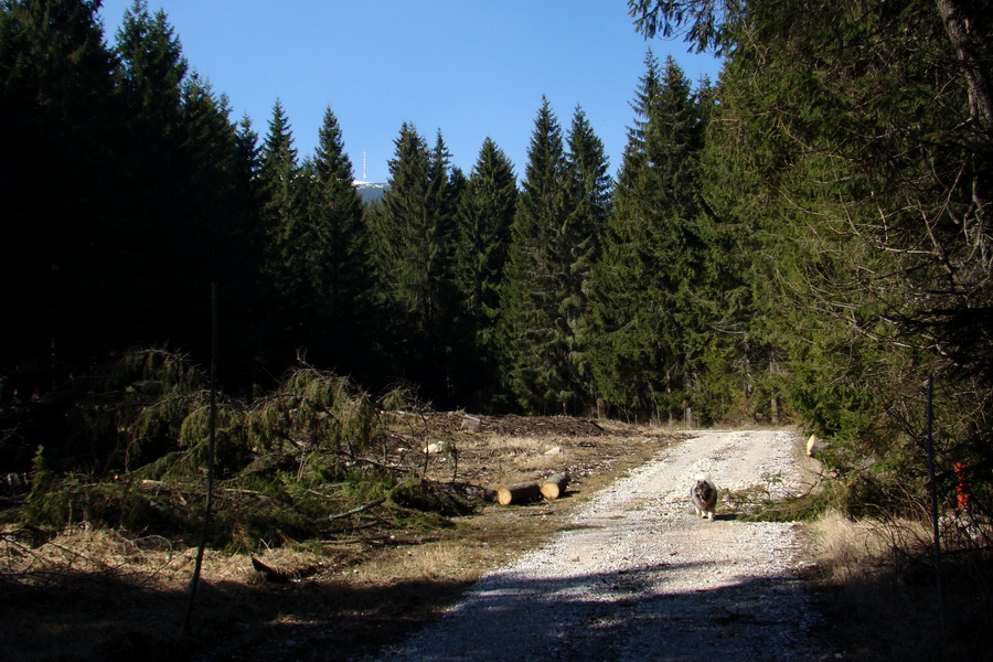 Kráľova hoľa z Pustého poľa (Nízke Tatry)