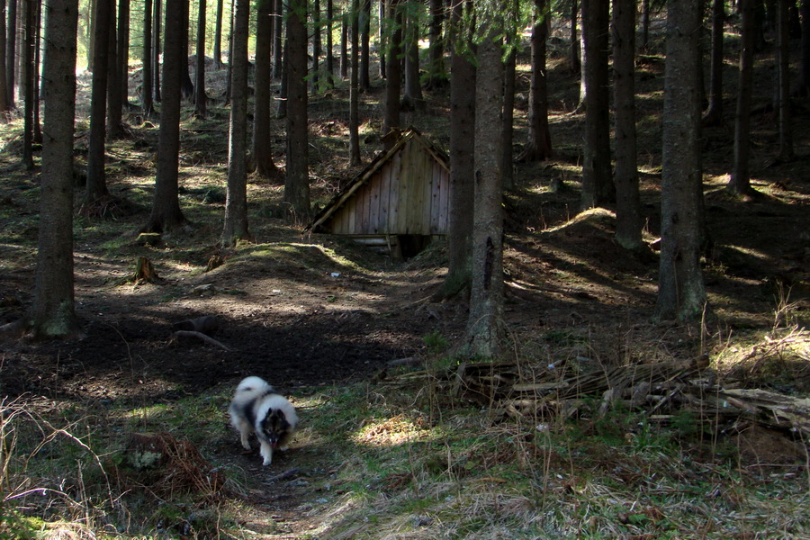 Kráľova hoľa z Pustého poľa (Nízke Tatry)