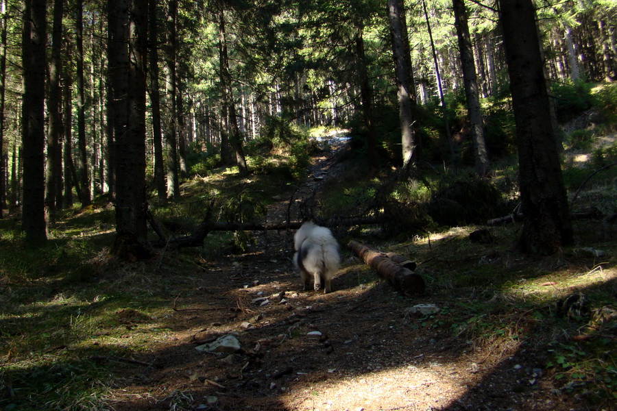 Kráľova hoľa z Pustého poľa (Nízke Tatry)