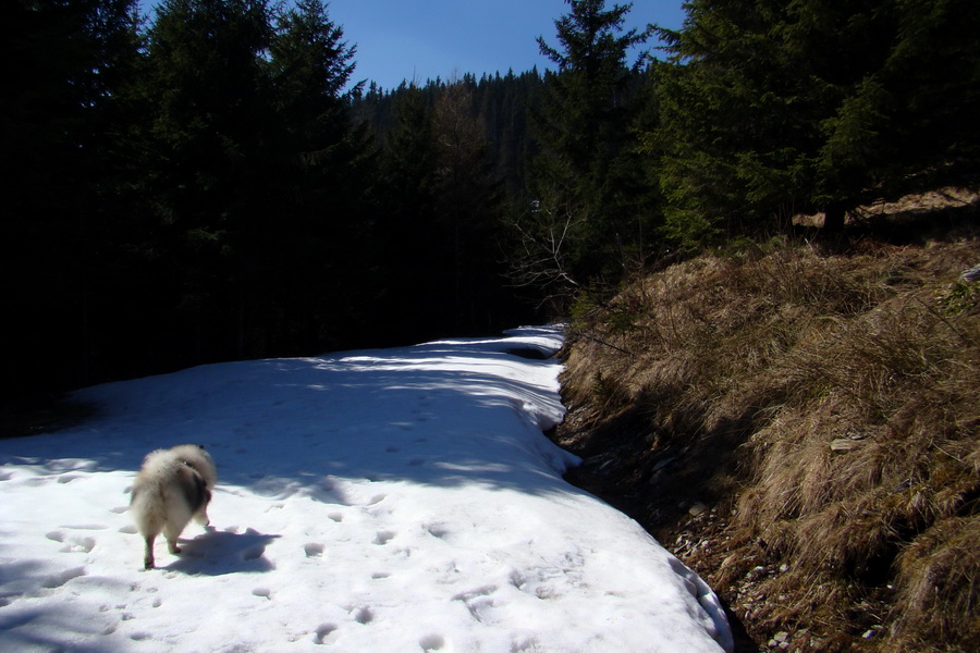 Kráľova hoľa z Pustého poľa (Nízke Tatry)