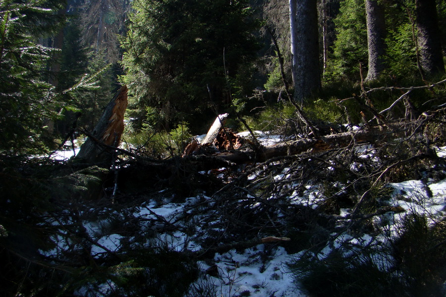 Kráľova hoľa z Pustého poľa (Nízke Tatry)