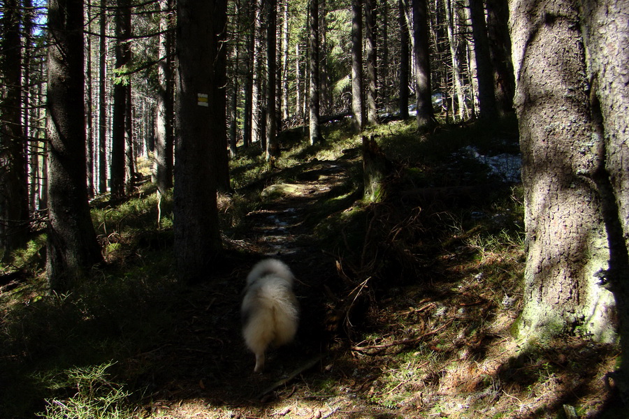 Kráľova hoľa z Pustého poľa (Nízke Tatry)