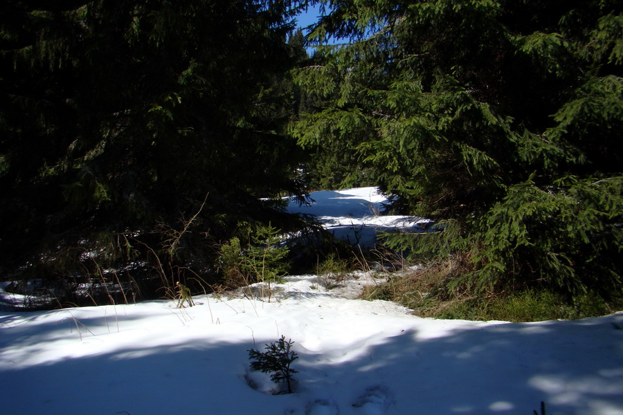 Kráľova hoľa z Pustého poľa (Nízke Tatry)