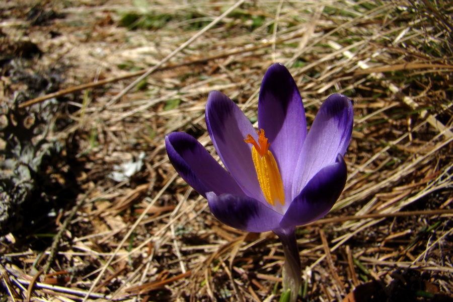 Kráľova hoľa z Pustého poľa (Nízke Tatry)