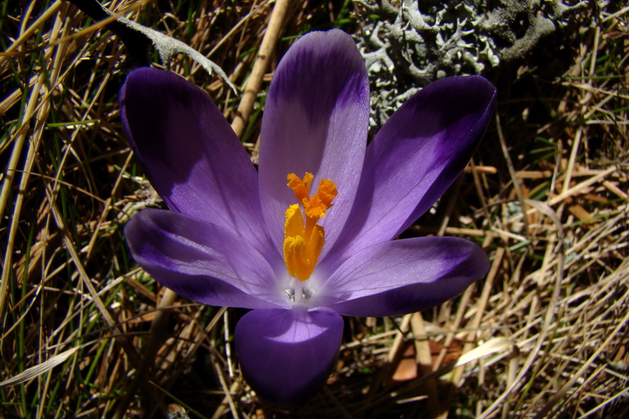 Kráľova hoľa z Pustého poľa (Nízke Tatry)