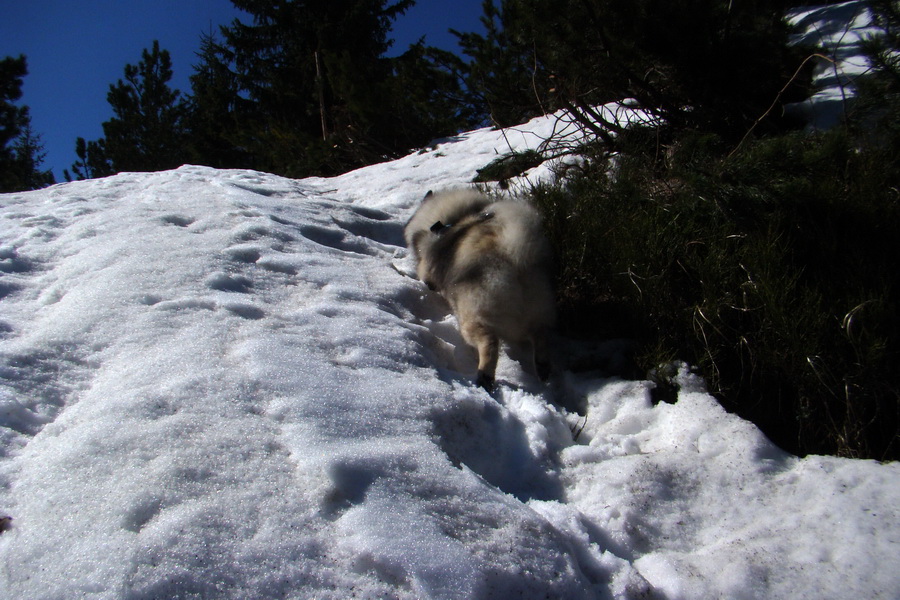 Kráľova hoľa z Pustého poľa (Nízke Tatry)