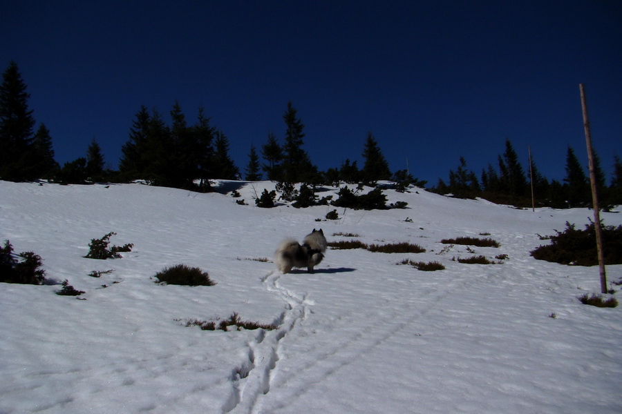 Kráľova hoľa z Pustého poľa (Nízke Tatry)