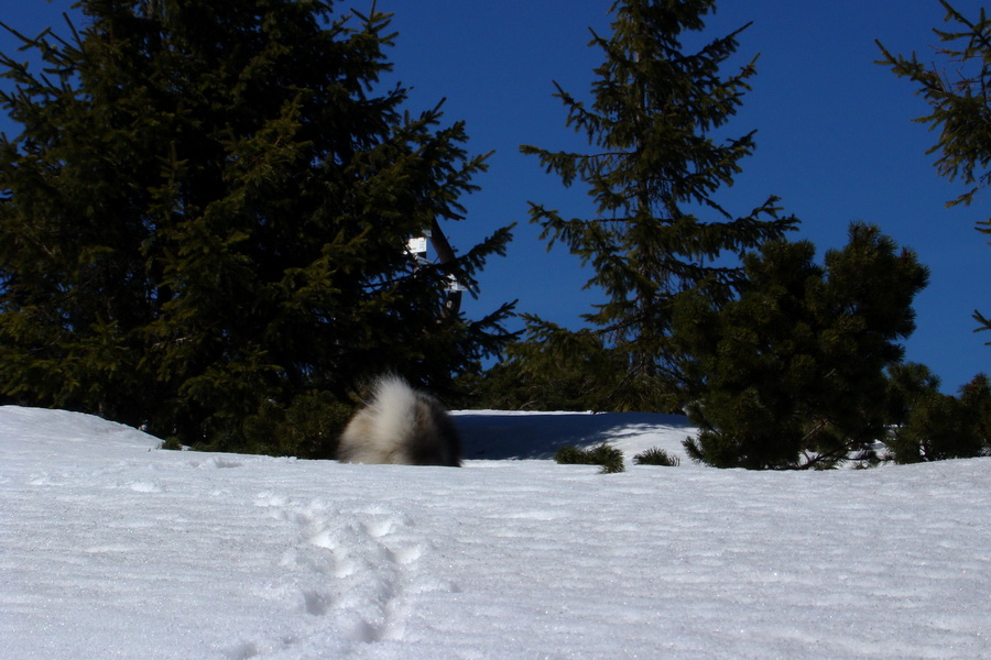 Kráľova hoľa z Pustého poľa (Nízke Tatry)